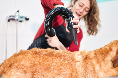 10 Points to Remember While Buying Pet Grooming Dryers: abkgrooming.com