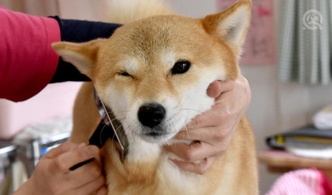 Nervous dog grooming