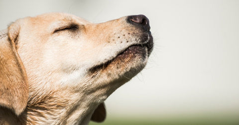 A photo of a dog sniffing the air: "A dog with its nose up in air, sniffing intently to detect scents."