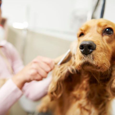 brushing a cocker spaniel