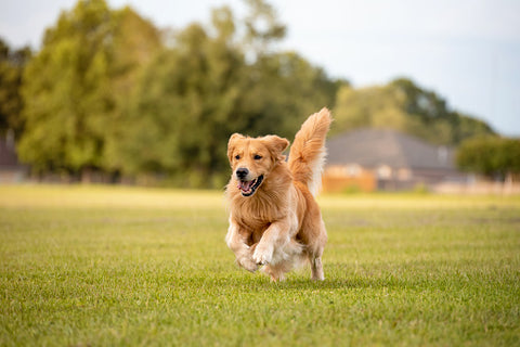 ABKgrooming.com Top 5 Most Popular Dog Breeds for 2022