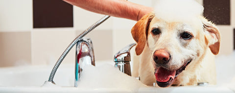 Bathing dog