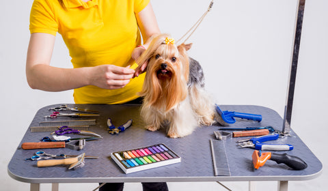 Creative Grooming like trends in pet grooming industry; abkgrooming.com