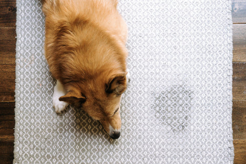 Eliminate Pet's stain & odour