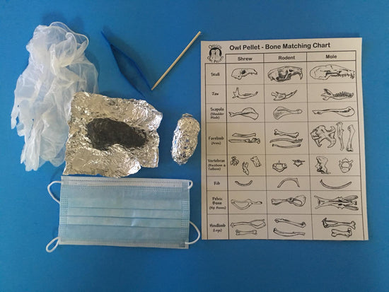 Owl Pellets  Use an Odor-Free Owl Pellet for Your Next Classroom  Presentation- Educational Innovations