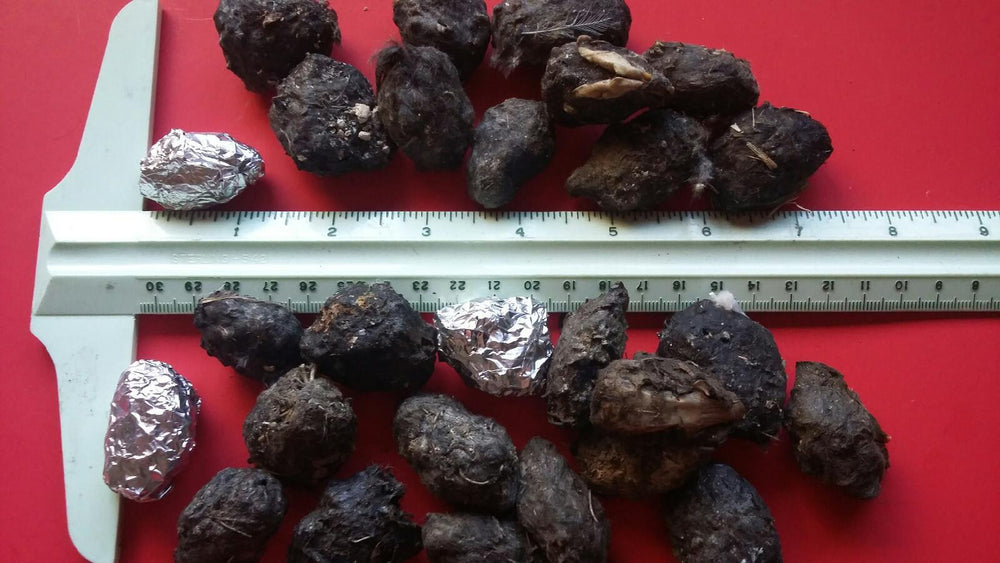 Small Owl Pellets for Sale Ranging 1 Inch to Less Than 1.5 Inches