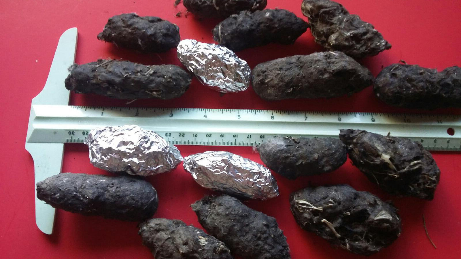 Large Barn Owl Pellets for Sale 2+ Inches in Length