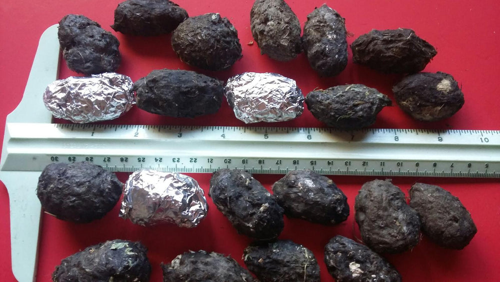 Large Barn Owl Pellets for Sale 2+ Inches in Length