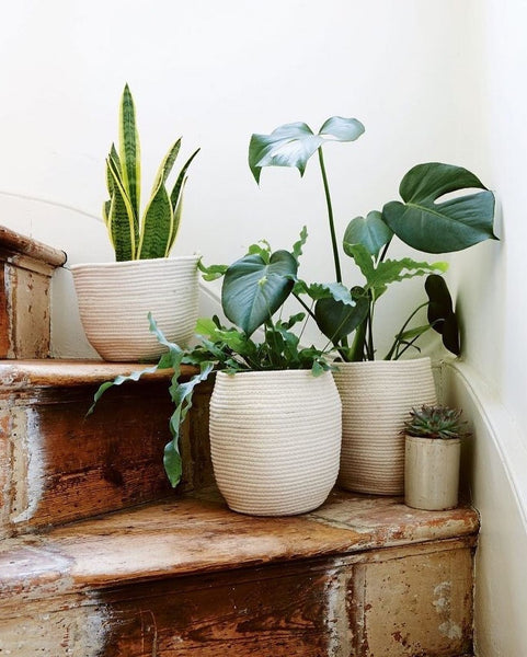 selection of cotton rope plant pots sat on the corner of a stairwell