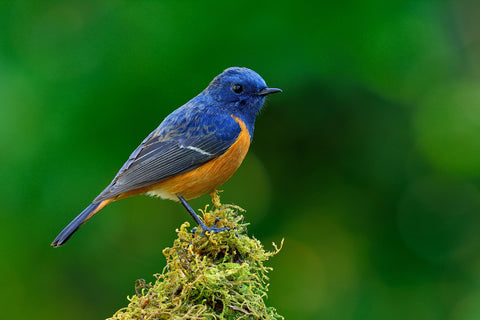 Guide to Birding in Western Ghats of India - India Bird Watching