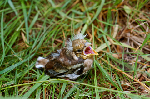 all baby birds