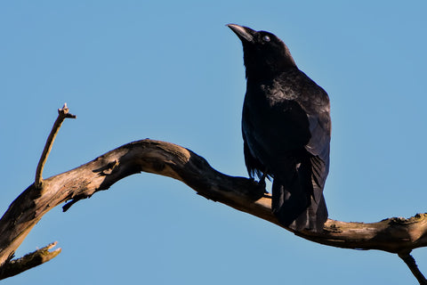 are crows smarter than dogs