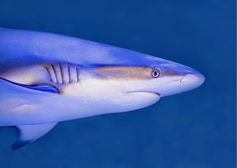 Close up image of shark. 