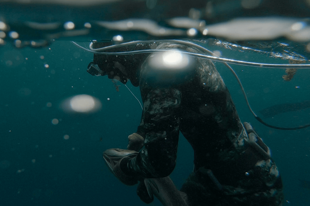 Underwater spearfishing in thick neoprene suit, catching fish.