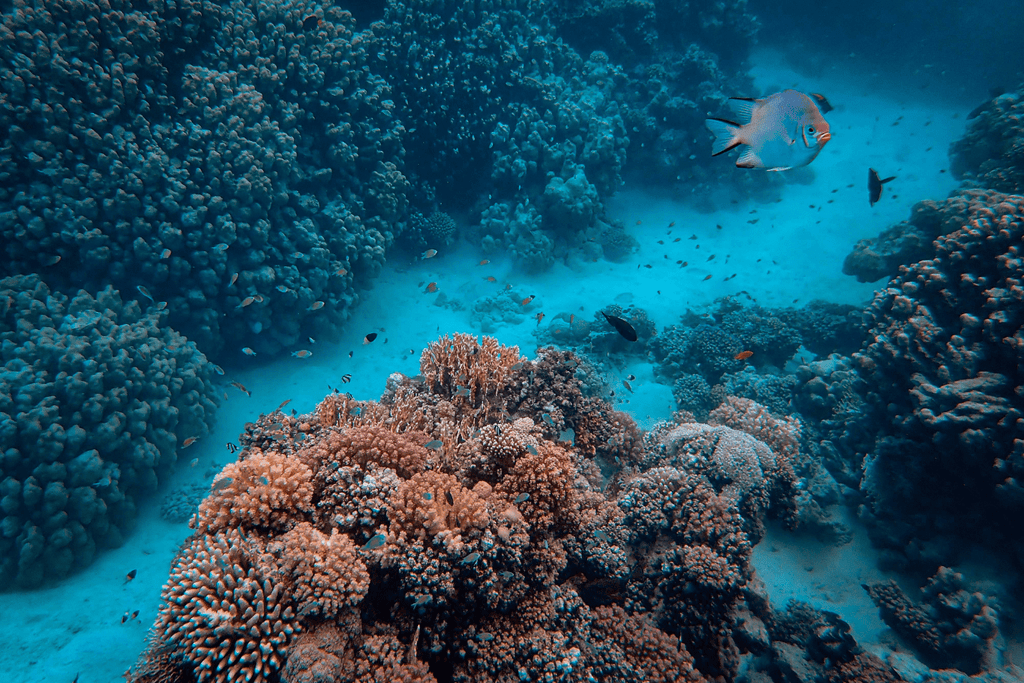 Freediving in the ocean wearing fins, mask and snorkel. Practicing to hold their breath while surrounded by beautiful coral reefs and ocean. 