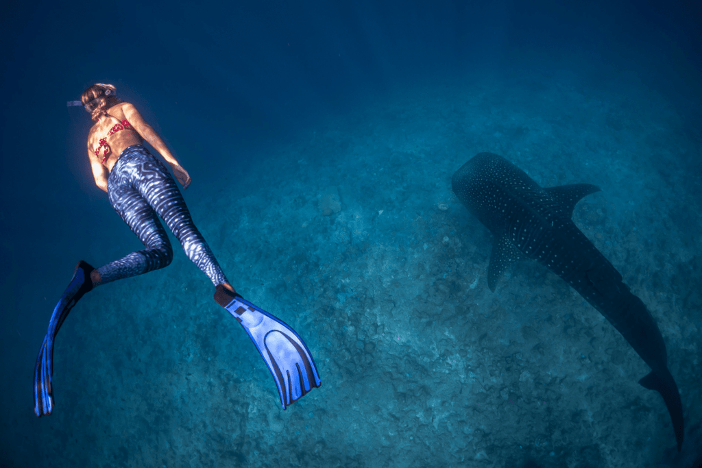 Freediving in the ocean wearing fins, mask and snorkel. Practicing to hold their breath while surrounded by beautiful coral reefs and ocean. Seeing a whale shark while freediving.