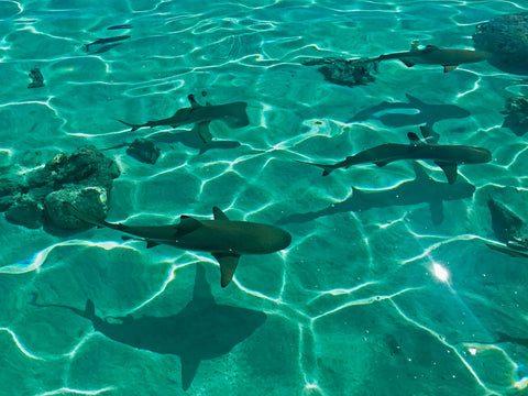 Sharks cruising the reef in crystal clear water. Sharks can be killed for their teeth used for jewellery, so it is important not to purchase a shark tooth necklace that isn't ethical. The ocean needs sharks as they protect the reef. 