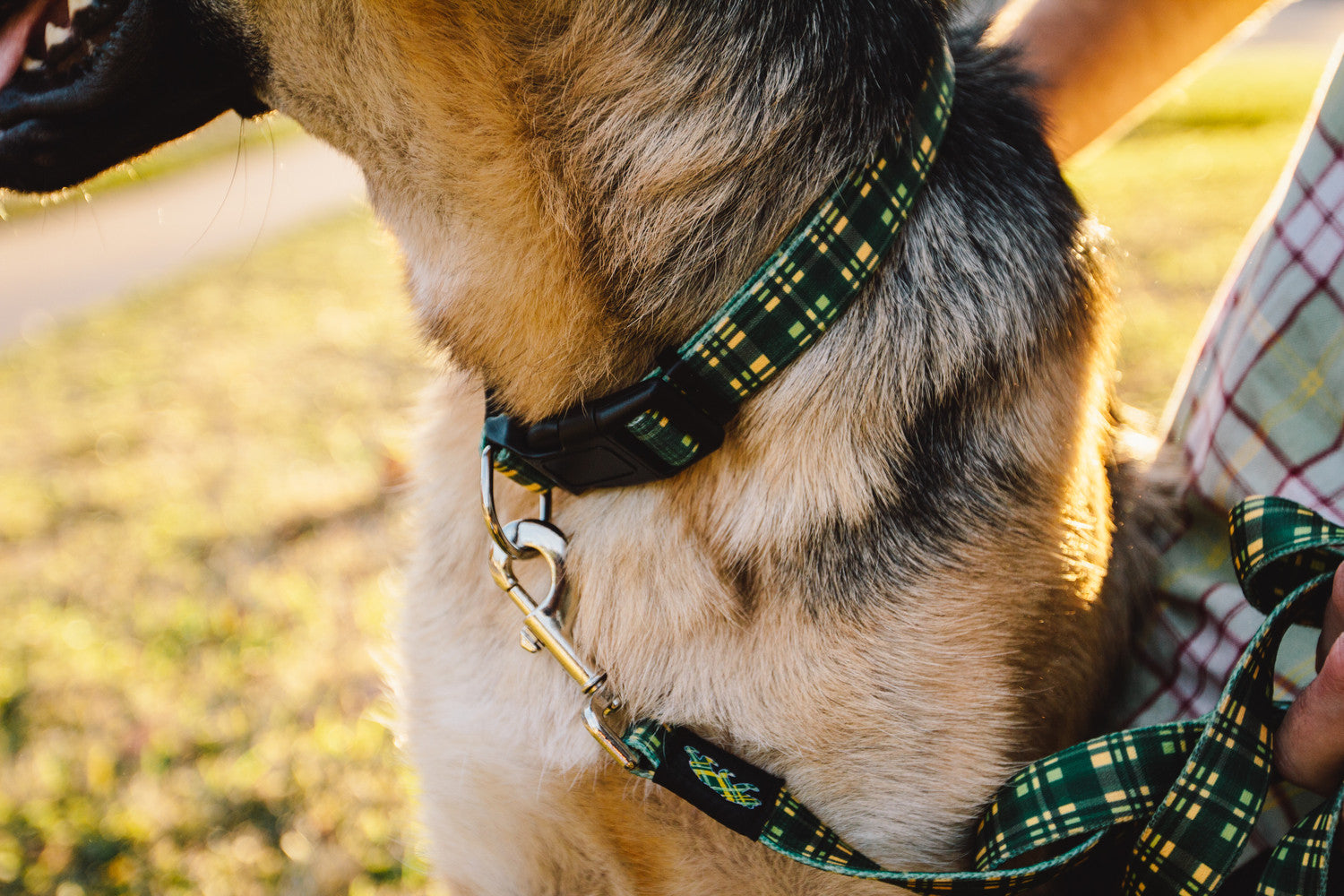 dapper dog collars