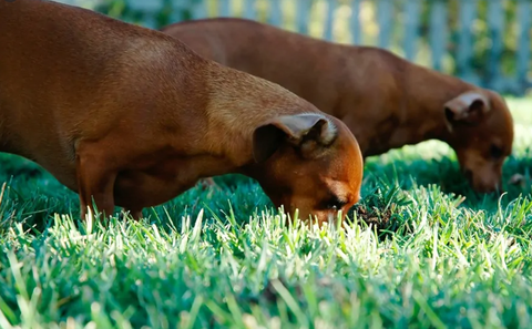 dogs eat grass