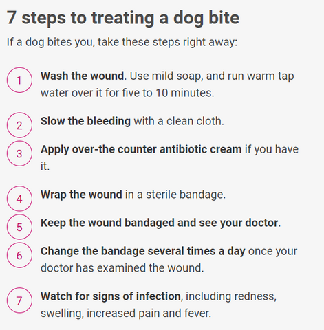 steps to treating a dog bite