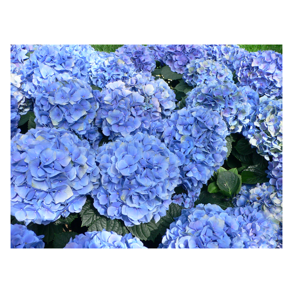 Hydrangea Macrophylla