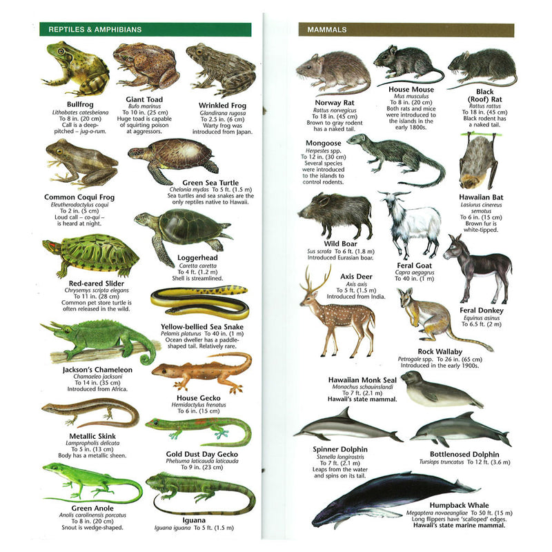 ID Card: Hawaiian Wildlife, An Introduction to Familiar Species