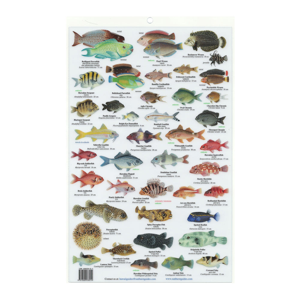 ID Card: Hawaiʻi Field Guide - Reef Fish ID card – Hawaii Pacific Parks ...
