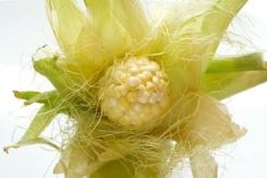 natural diuretics ingredient corn silk
