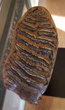 Load image into Gallery viewer, Woolly Mammoth Tooth