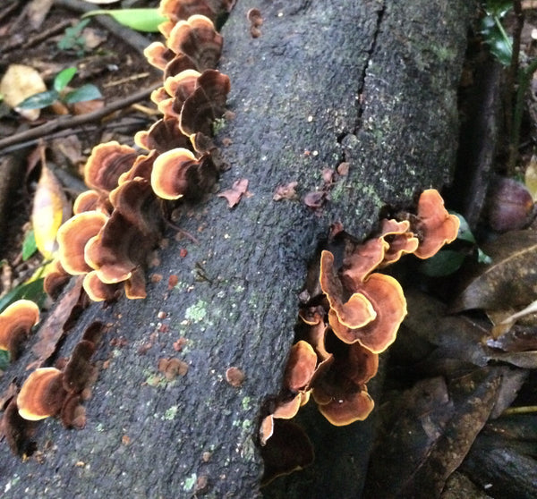 bushwalking with kids - fungi