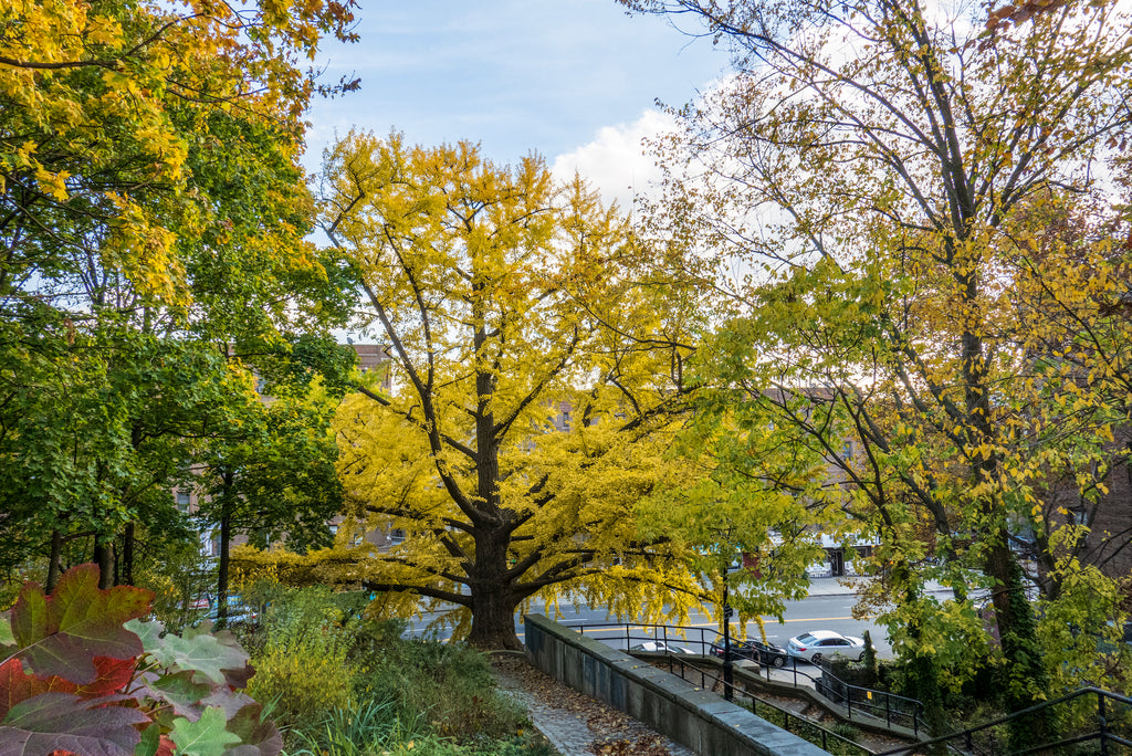 Gingko Tree in New York City