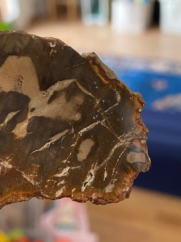 petrified wood