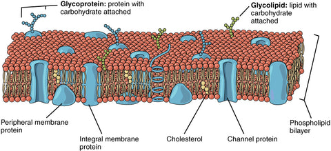 Phospholipid cellular bilayer