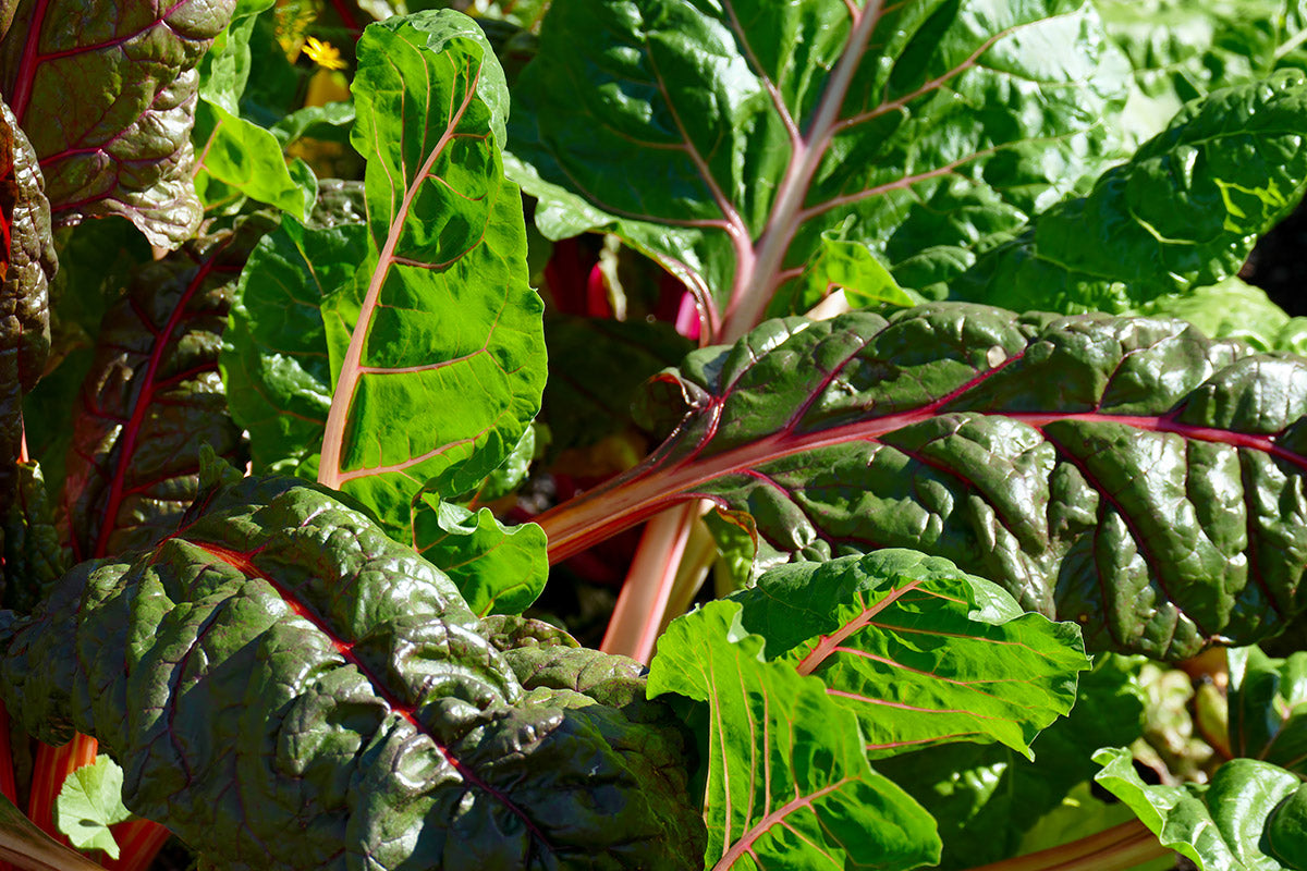 Beet Greens