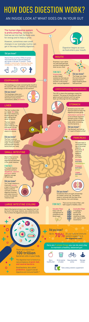 how digestion works