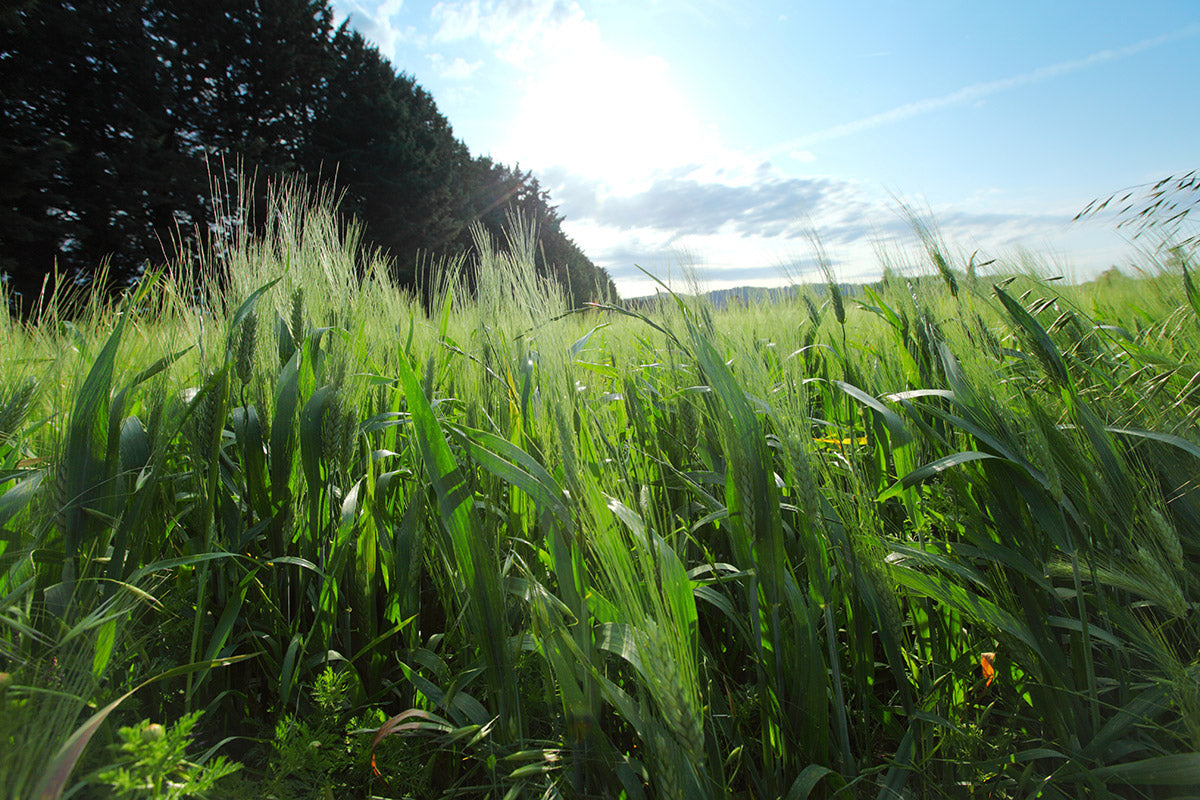 Wheat Grass Barley Grass