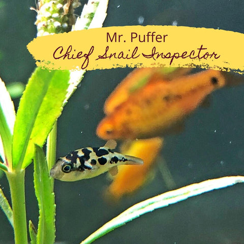 Mr. Puffer - Chief Snail Inspector