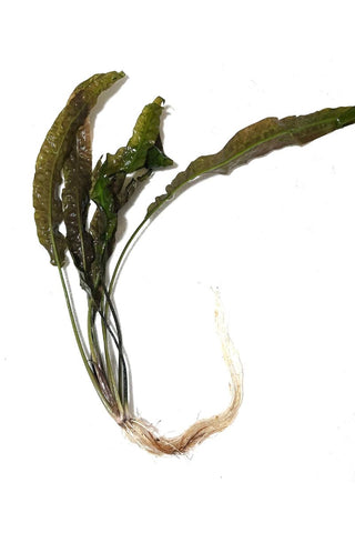 cryptocoryne usteriana plant wetplants