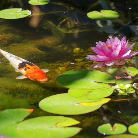 Shop pond plants at WetPlants for your pond or water feature at WetPlants.com.