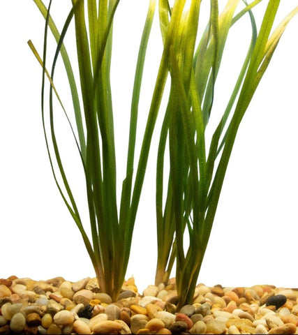 vallisneria jungle axolotl plant wetplants (800 x 900 px)