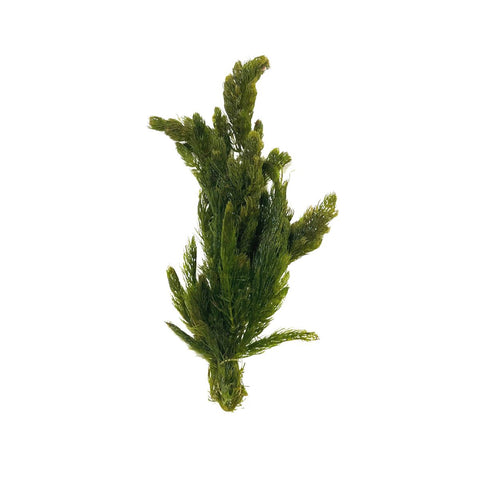 hornwort aquatic plant available at wetplants.com