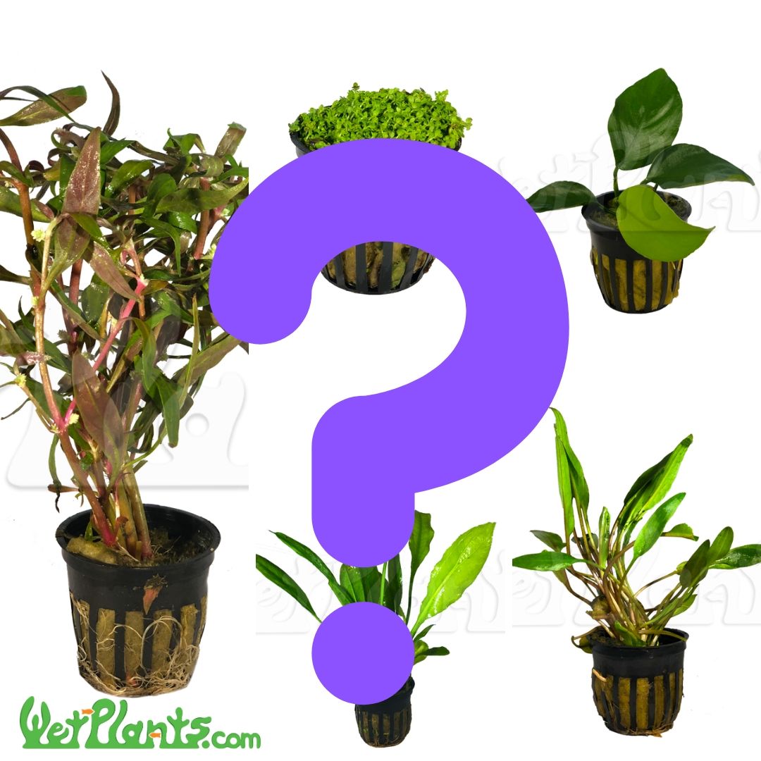 Image of Potted Mystery Aquatic Plants Pack
