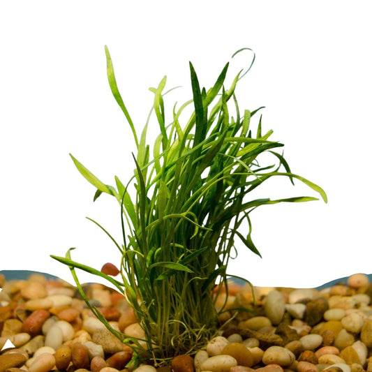 Exotic Aquatic River Rock – Wetplants