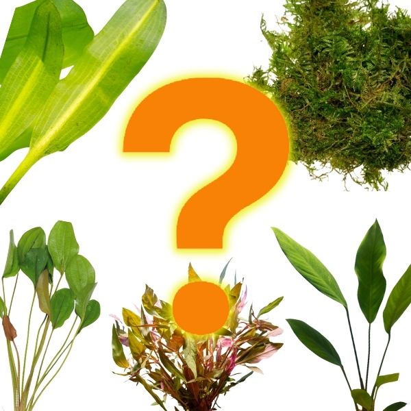 Image of Mystery Aquatic Plants Pack