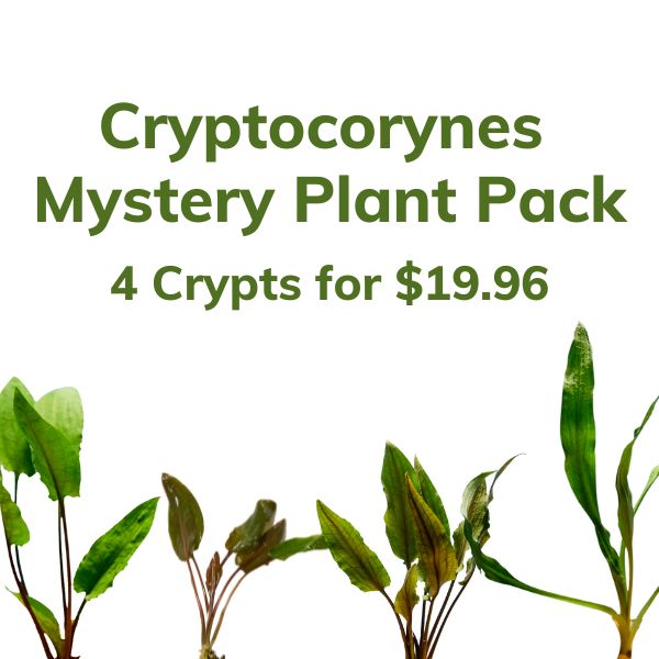 Image of Cryptocorynes Mystery Aquatic Plant Pack