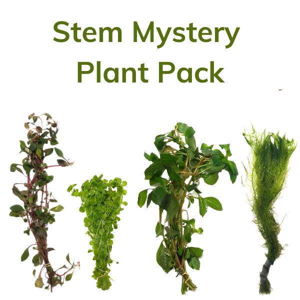 Image of Stem Mystery Plant Pack