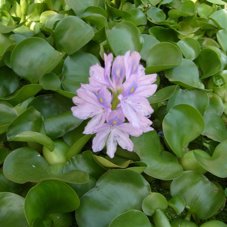 Image of Water Hyacinth