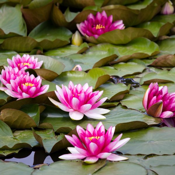 Image of Growers Choice Hardy Water Lily 2 Pack