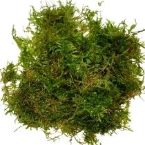 Christmas moss'Vesicularia montagnei (1 Lbs actual weight)