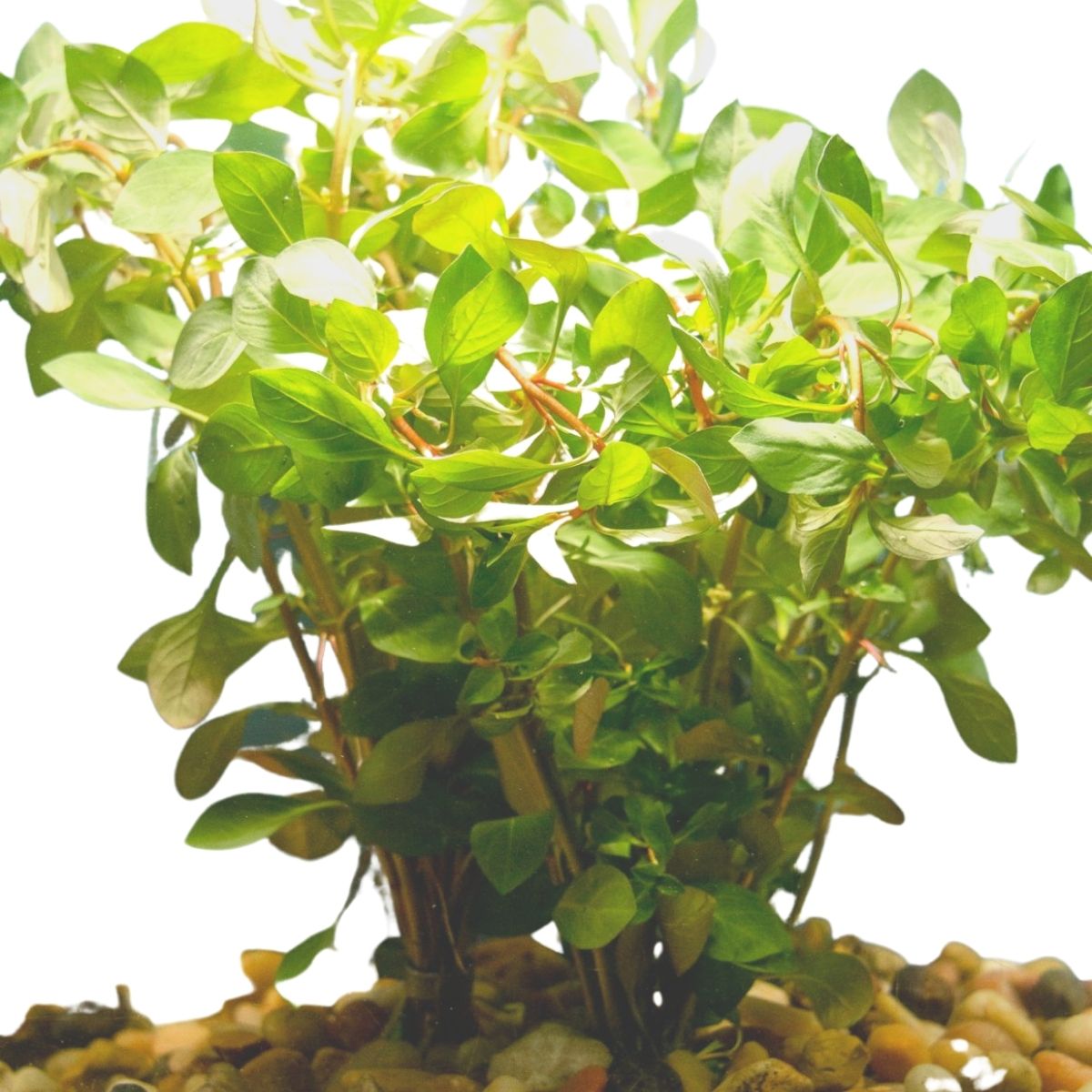 Image of Ludwigia Red Bunch Plant